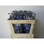 Delphinium Kukekannus Morning Lights 70cm
