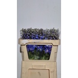 Delphinium Kukekannus Morning Lights 70cm