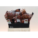 Rosa Kibuvits Autumn Flush 40cm