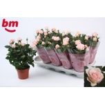 Rosa Potiroos Beau Monde Light Pink 12cm