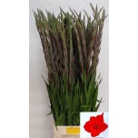 Gladiolus Gladiool Chinon 100-110cm