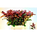Photinia Mag Volcano 50cm (tk)