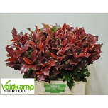 Photinia Mag Volcano 60cm (tk)