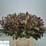 Photinia Mag Volcano 60cm (tk)