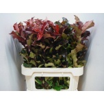 Photinia Mag Volcano 80cm (tk)