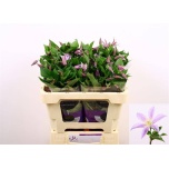 Clematis Elulõng Star River 50cm