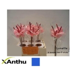 Anthurium Flamingolill Lunette