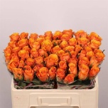 Roos 50cm Tycoon