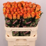 Roos 80cm Tycoon
