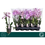 Phalaenopsis Kuuking multifloratypes other 12cm