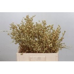 Ilex paint Gold 60cm