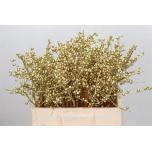 Ilex paint Gold 60cm
