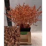 Ilex paint Copper 60cm