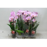 Phalaenopsis Kuuking Elegant Cascade 12cm