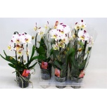 Phalaenopsis Kuuking Elegant Cascade 12cm h45 2õv