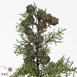 Cupressus Küpress Arizonica 65cm (pk)