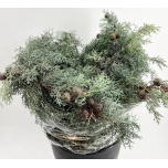 Cupressus arizonica 65cm pk