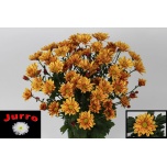 Chrysanthemum Krüsanteem Palette 85gr*5