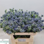 Eryngium Ogaputk Rowshow 70cm