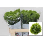 Dianthus br aldo green 60cm