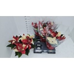 Euphorbia pulch Jõulutäht christmas feelings gl 15cm