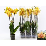 Phalaenopsis Kuuking other orange 12cm