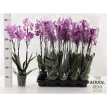 Phalaenopsis Kuuking other pink 12cm h65