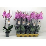 Phalaenopsis Kuuking other pink 12cm h60