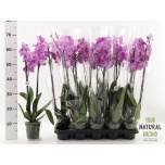Phalaenopsis Kuuking other pink 12cm h65