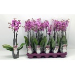 Phalaenopsis Kuuking other pink 12cm