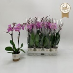 Phalaenopsis Kuuking other pink 9cm h45 2õv