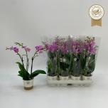 Phalaenopsis Kuuking other pink 9cm