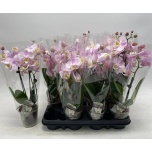 Phalaenopsis Kuuking other pink 9cm