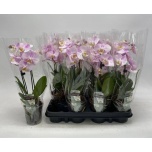 Phalaenopsis Kuuking other pink 9cm
