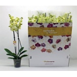 Phalaenopsis Kuuking other yellow 12cm h65 2õv