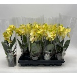 Phalaenopsis Kuuking other yellow 9cm