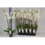 Phalaenopsis Kuuking other white 12cm h75 2õv