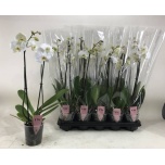 Phalaenopsis Kuuking other white 12cm h75 2õv
