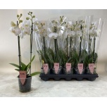 Phalaenopsis Kuuking other white 12cm h60 2õv