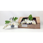 Phalaenopsis Kuuking other white 12cm