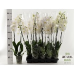 Phalaenopsis Kuuking other white 12cm h75 2õv