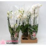 Phalaenopsis Kuuking other white 13cm