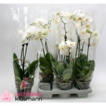 Phalaenopsis Kuuking other white 13cm h55 3õv