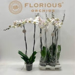 Phalaenopsis Kuuking other white 15cm