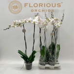 Phalaenopsis Kuuking other white 15cm h90 2õv