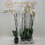 Phalaenopsis Kuuking other white 15cm