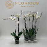 Phalaenopsis Kuuking other white 15cm