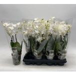 Phalaenopsis Kuuking other white 9cm