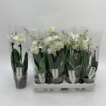 Phalaenopsis Kuuking other white 9cm