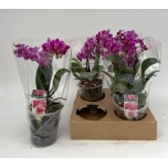 Phalaenopsis Kuuking purple 12cm